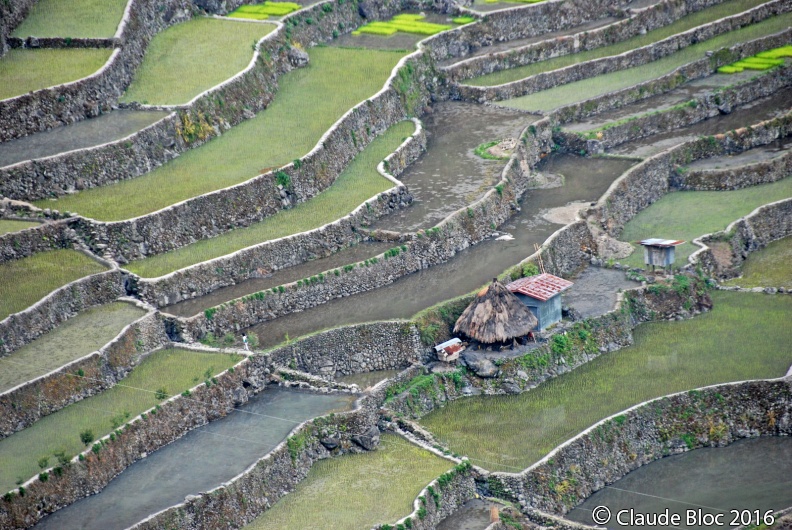 Rizières de Batad - DSC_2149.JPG DSC_2149.JPG