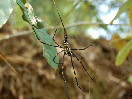 Araignée - Taïlande