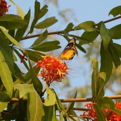 Papillon - Thaïlande