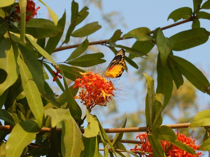Papillon - Thaïlande